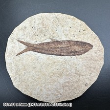 Knightia alta fossil fish in