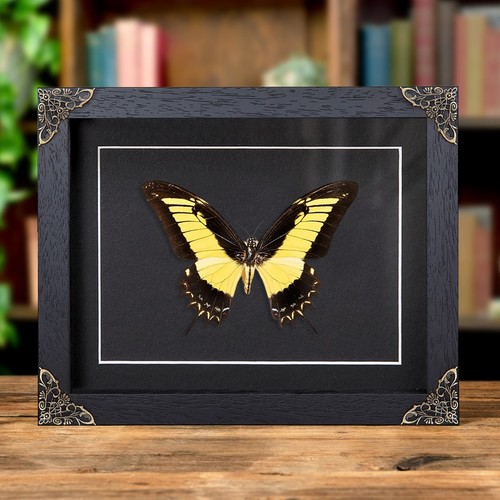 Androgeus swallowtail - androgeus,