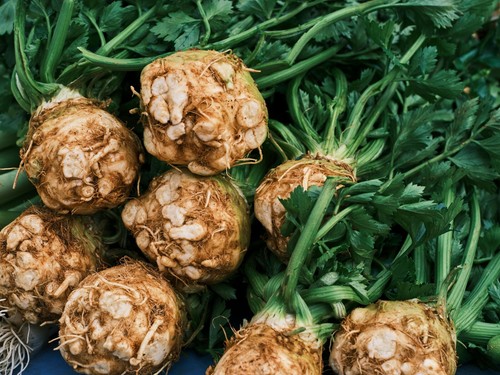 Celeriac plug plants - plug, "grow