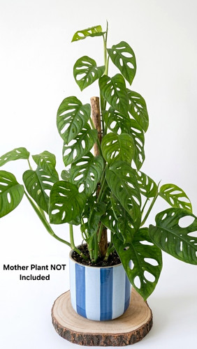 Swiss cheese vine monstera - swiss,