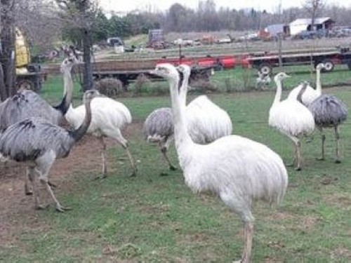Two fresh rhea eggs for - ,