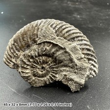 Gold pyrite ammonite fossil - tidmoor point, dorset, jurassic period