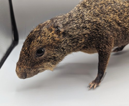 Taxidermy agouti skulls - taxidermy,