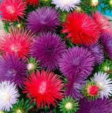 Aster mini plug plants mixed