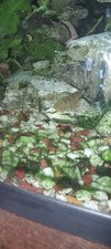 Panorama Love Fish  64L Fish Tank (with three fish)
