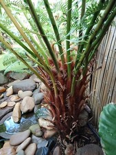   Tree fern spore Dicksonia