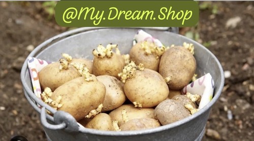 Maris piper potato organic - maris,