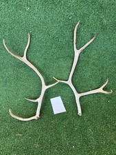 Naturally Shed Reindeer