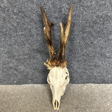 Roe Deer Buck Skull Antlers Taxidermy Silver Medal With Certificate No Meal No.5