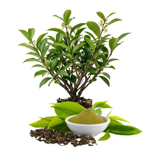 Camellia sinensis tea - camellia, plant