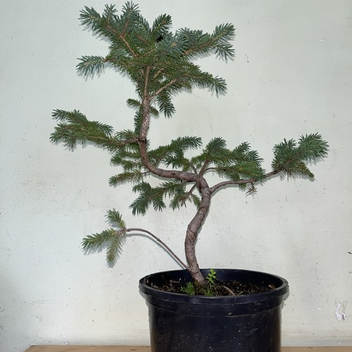 Meyers spruce picea - picea, meyeri