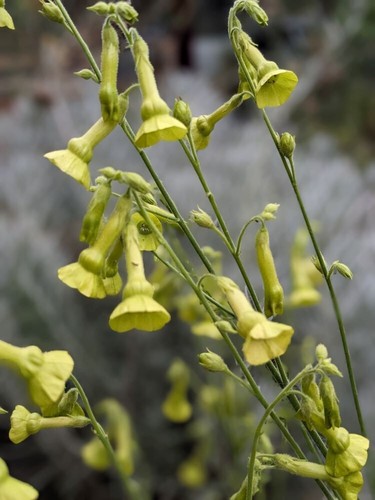 Nicotiana langsdorfii lemon - nicotiana,