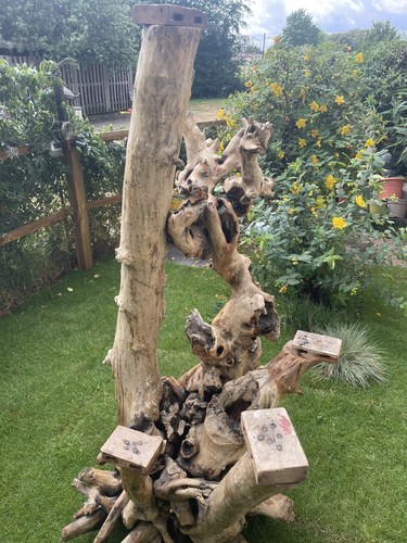 Teak root wood display - teak,