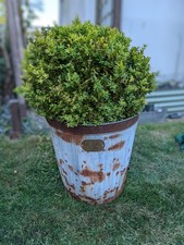 Thompson & Morgan Buxus Box