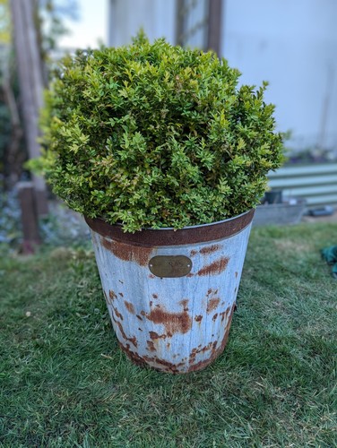 Thompson morgan buxus box - buxus,