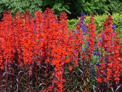 Lincolnshire pond plants - pond,