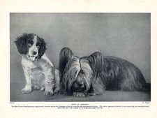 SKYE TERRIER AND ENGLISH SPRINGER SPANIEL PUP CHARMING OLD 1934 DOG PRINT