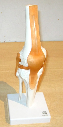 Knee joint medical anatomical - knee,
