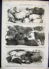 Original Old Antique Print 1856 Smithfield Club Prizes Sheep Cows Pigs Victorian