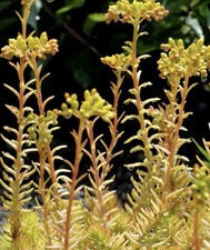 Sedum Angelina Potted Plant In 6 Cm Pots, Pack Of 3