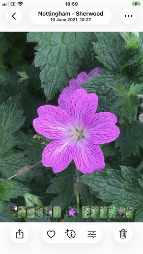 Hardy geranium foundlings - hardy,