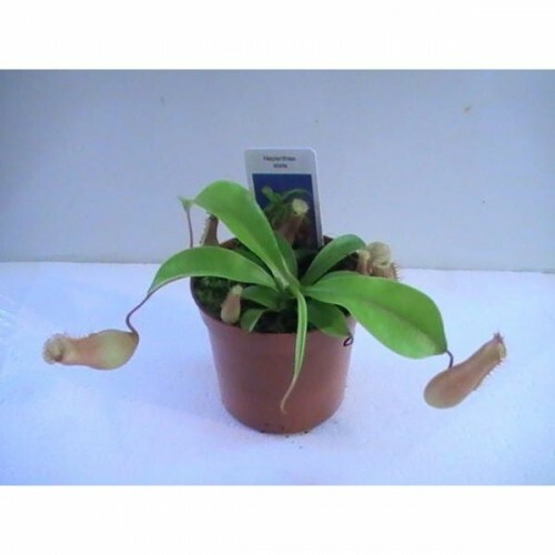 Nepenthes ventricosa - nepenthes,