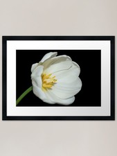 Tulip's Awake Framed Art Print