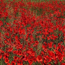 Mixed Poppy Seeds english red