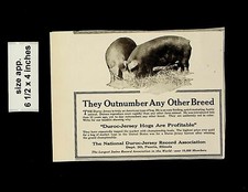 1921 Duroc-Jersey Hogs