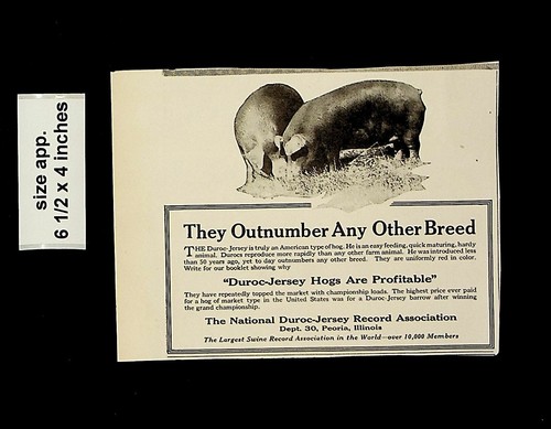 1921 duroc jersey hogs - 1921,