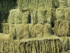 Horse hay bale - hay, quailty