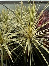 Cordyline Torbay Dazzler Palm Plant Extra Large Specimen 3ft Tall in Patio Pot