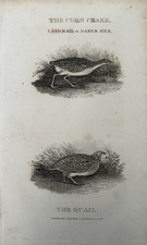 Antique Print – Corn Crake &