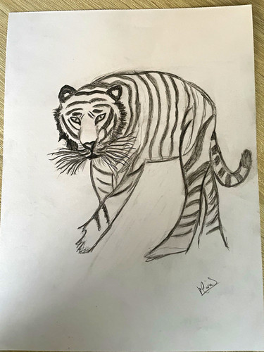 Hand drawn pencil sketch tiger - sketch,