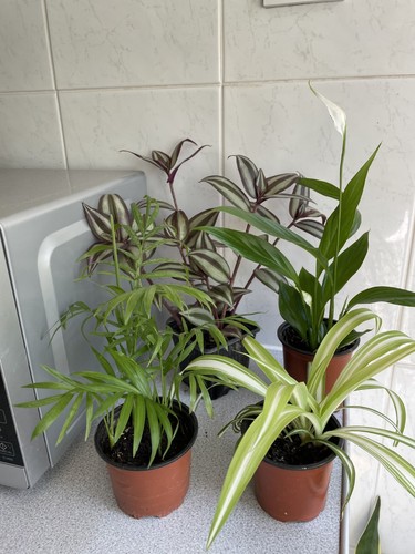 Peace lily spider - spider, plant