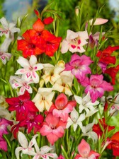 20x Gladioli NANUS MIX Summer Flowering Bulbs Hardy Garden Perennial Cutflowers