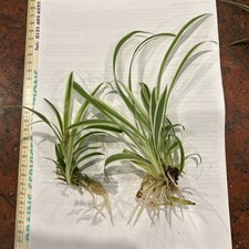 2x Spider Plants  Chlorophytum comosum Indoor Air Purify Varigated Rooted 