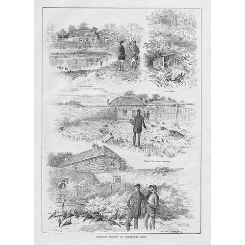 Devon pheasant rearing - pheasant, at
