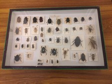 Box Of Beetles From An Old Collection.