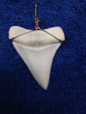 Great white shark tooth over