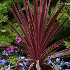 T&M Cordyline Torbay Red