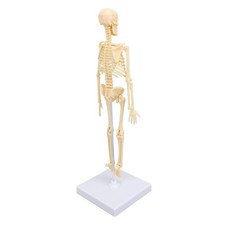⁺Human Skeleton Model