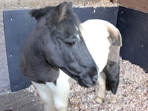 Stable wall mat eva - eva, 4ft