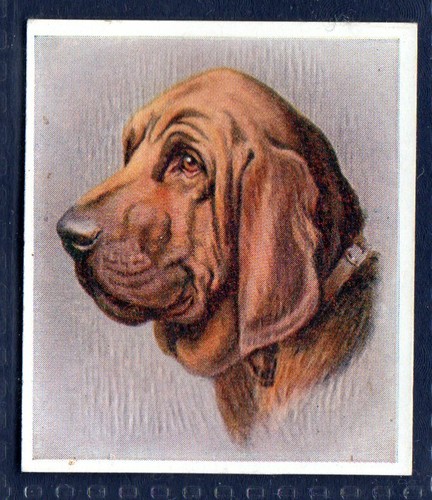 Bloodhound original 1930 s - bloodhound,