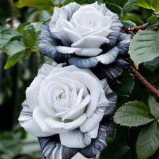 20pcs Rare Ink Rose Seeds -