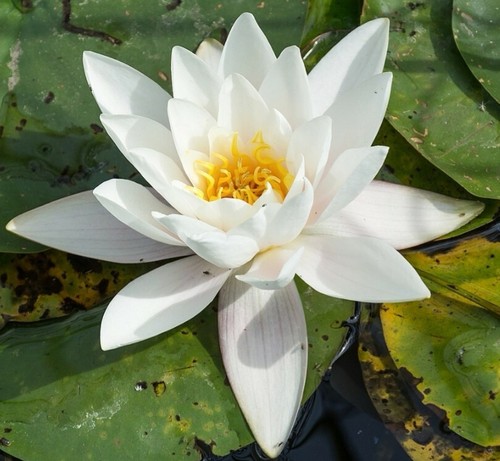 White yellow water lily - white/yellow,