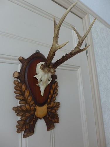 Roe deer skull - antlers, trophy
