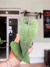 Anthurium dressleri rg x rvdp
