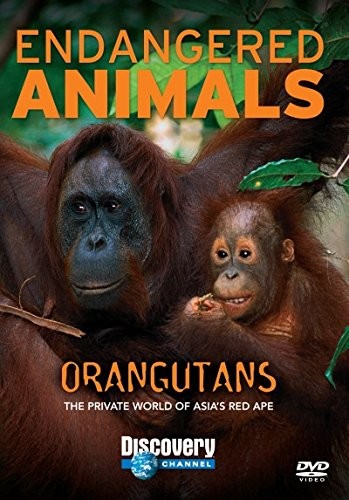 Orangutans endangered animals - orangutans:,