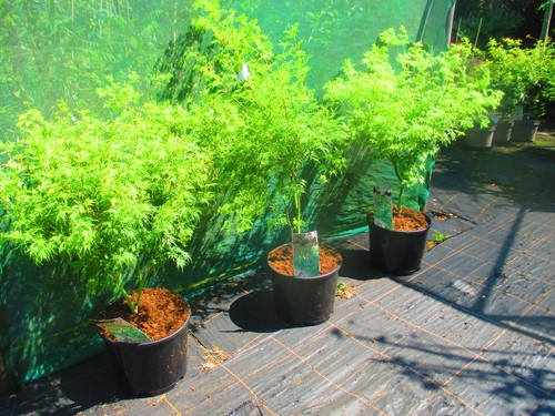 42inch 4ft japanese - (inc., pot)
